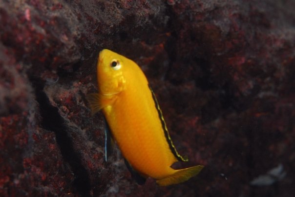 Labidochromis caeruleus 'Mbowe Island'